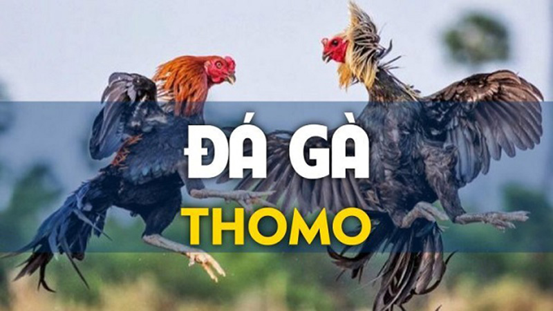 Trực tiếp đá gà Thomo là gì?